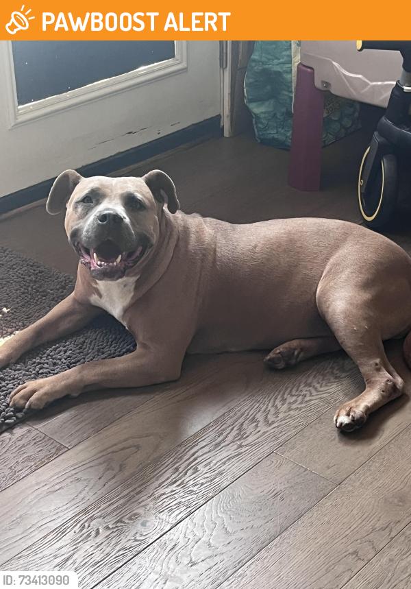 Found/Stray Female Dog last seen Davis and richey rd, Greenville County, SC 29669