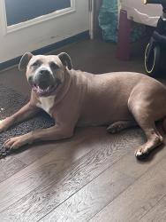 Found/Stray Female Dog last seen Davis and richey rd, Greenville County, SC 29669