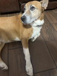 Found/Stray Male Dog last seen Near, Converse, TX 78109