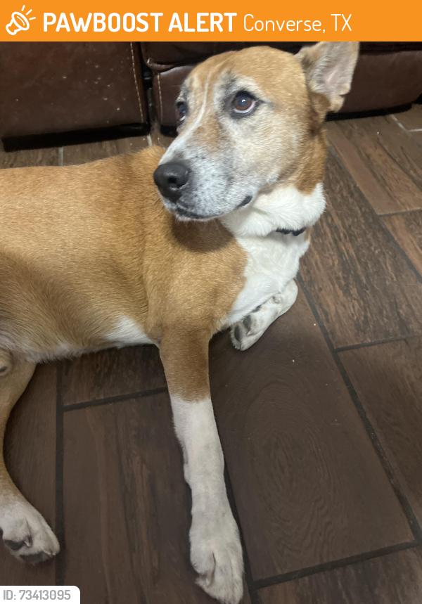 Found/Stray Male Dog last seen Near, Converse, TX 78109