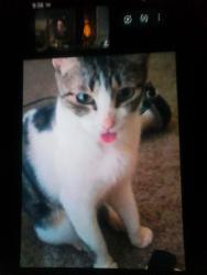 Lost Female Cat last seen Near la margie, Baton Rouge, LA 70815