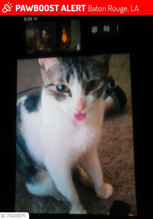 Lost Female Cat last seen Near la margie, Baton Rouge, LA 70815