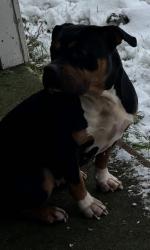 Lost Female Dog last seen SE 82nd Crystal springs blvd near Flavel and Johnson creek, Johnson Creek, WI 53038