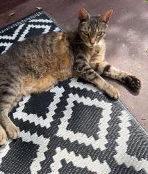 Found/Stray Female Cat last seen Eastern hills, Dayton, OH 45402
