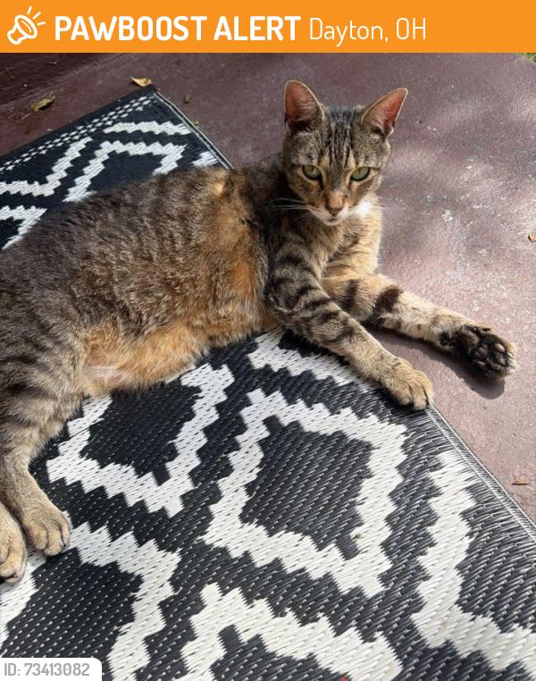 Found/Stray Female Cat last seen Eastern hills, Dayton, OH 45402