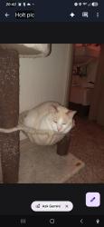 Lost Male Cat last seen 12th street, Greeley, CO 80631