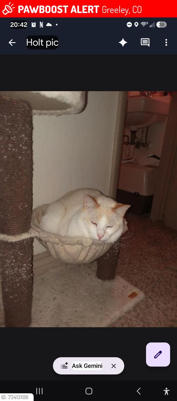 Lost Male Cat last seen 12th street, Greeley, CO 80631