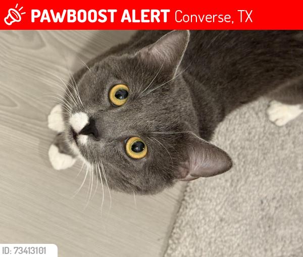 Lost Male Cat last seen Camilla rose and French rose, Converse, TX 78109