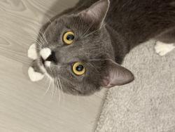 Lost Male Cat last seen Camilla rose and French rose, Converse, TX 78109