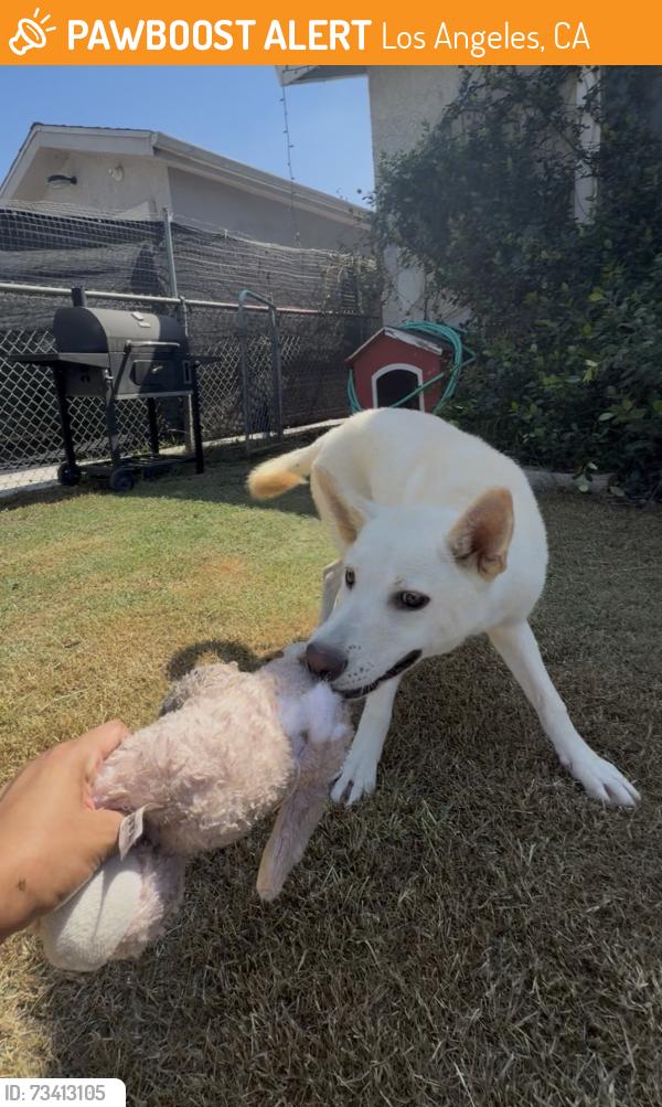 Found/Stray Female Dog last seen Compton ave, Los Angeles, CA 90059