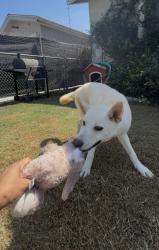 Found/Stray Female Dog last seen Compton ave, Los Angeles, CA 90059