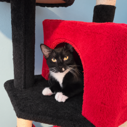 Shelter Stray Male Cat last seen , 8020 Washington St, Port Richey, FL 34668, USA