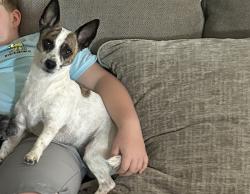 Lost Male Dog last seen Stubbs ln pride la, East Baton Rouge Parish, LA 70770