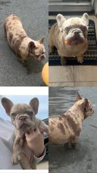 Reunited Female Dog last seen Whitmore Ave and Morgan Rd Ceres, Modesto, CA 95358