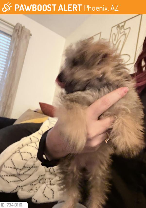 Found/Stray Female Dog last seen 16th st and greenway prkway, Phoenix, AZ 85022