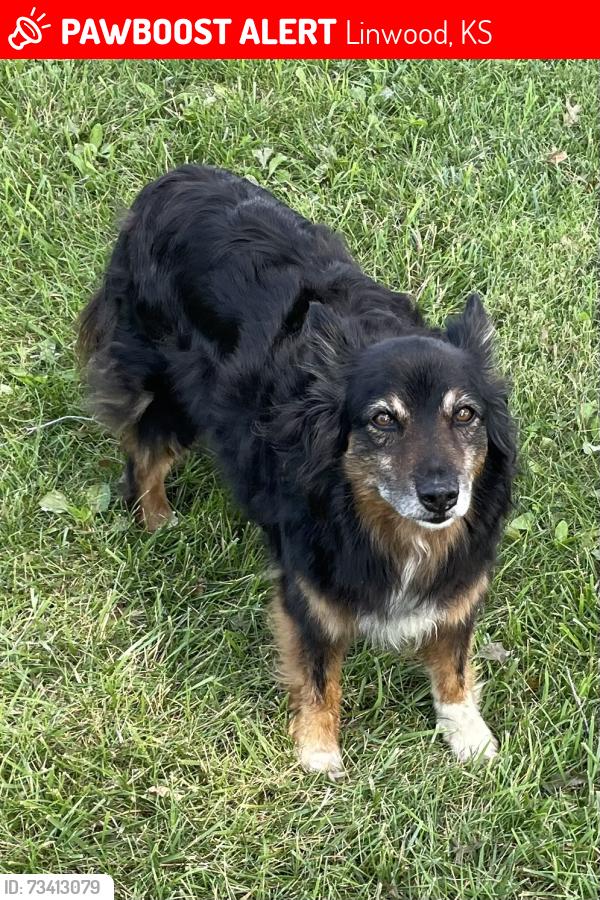 Lost Male Dog last seen 230th Street & Golden Rd., Linwood, Kansas, Linwood, KS 66052