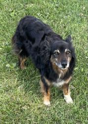 Lost Male Dog last seen 230th Street & Golden Rd., Linwood, Kansas, Linwood, KS 66052