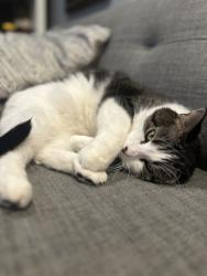 Lost Female Cat last seen April Lane North Aurora, North Aurora, IL 60542