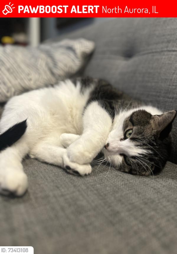 Lost Female Cat last seen April Lane North Aurora, North Aurora, IL 60542