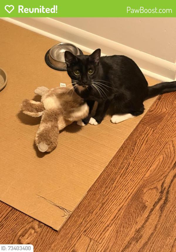 Reunited Female Cat last seen Harlem and Devon, Chicago, IL 60631
