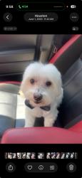 Lost Male Dog last seen Grand mission, Fort Bend County, TX 77407