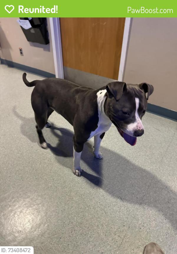 Reunited Male Dog last seen West 10th Street and Verne Roberts Circle, Antioch, CA 94509