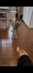 Reunited Male Dog last seen El Camino Real and Via De La Valle, Rancho Santa Fe, CA 92067