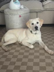 Found/Stray Male Dog last seen Humboldt road, Chico, CA 95928