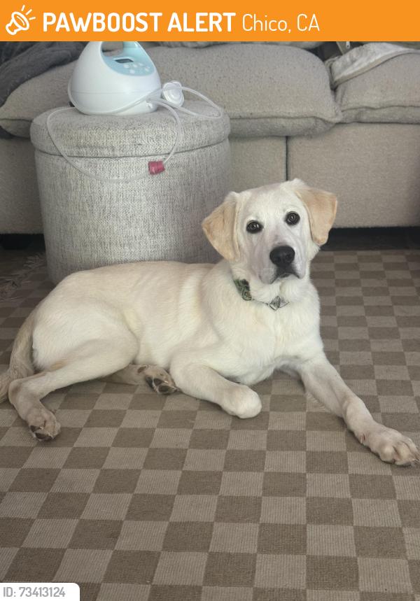 Found/Stray Male Dog last seen Humboldt road, Chico, CA 95928