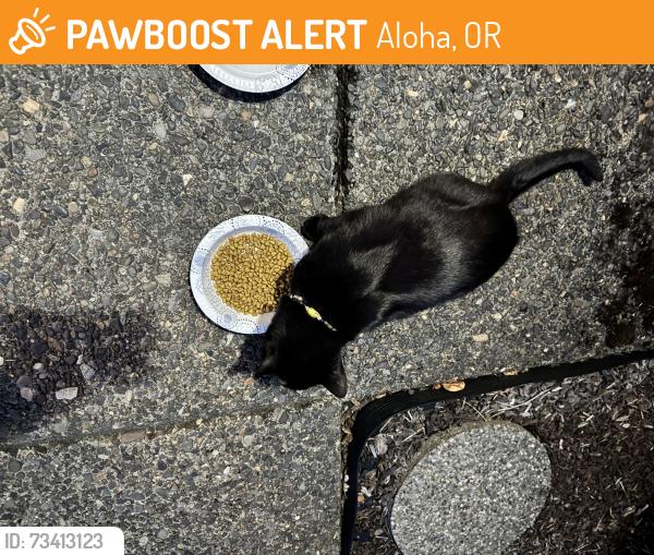 Found/Stray Unknown Cat last seen Sw baseline & Cornelius pass rd by Walmart, Aloha, OR 97003