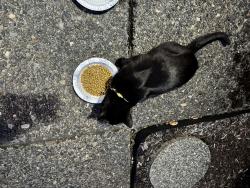 Found/Stray Unknown Cat last seen Sw baseline & Cornelius pass rd by Walmart, Aloha, OR 97003