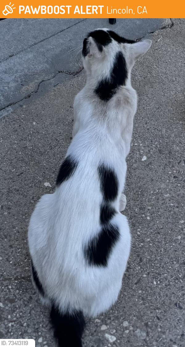 Found/Stray Unknown Cat last seen East 5th and East Ave, Lincoln, CA 95648
