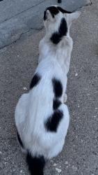 Found/Stray Unknown Cat last seen East 5th and East Ave, Lincoln, CA 95648