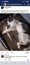 Lost Male Cat last seen Its right off Allen St. SW. Going up toward Cleveland Ave S., Canton, OH 44707