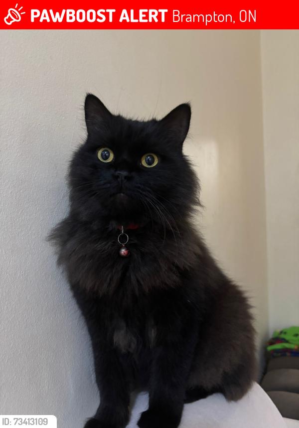Lost Female Cat last seen Cherry Tree Dr, Brampton, ON 