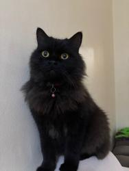 Lost Female Cat last seen Cherry Tree Dr, Brampton, ON 