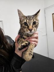 Reunited Male Cat last seen Near main road Kingway, Southampton, England SO14 1NG