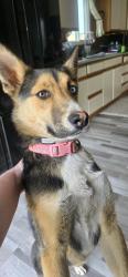 Reunited Female Dog last seen Doller general, Blooming Prairie, MN 55917
