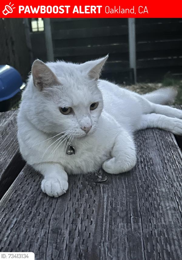 Lost Male Cat last seen San Pablo and Market, Oakland, CA 94608
