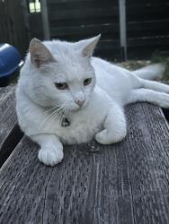 Lost Male Cat last seen San Pablo and Market, Oakland, CA 94608