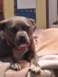 Found/Stray Female Dog last seen Near Unity Rd, Ivor, VA 23866, USA, Ivor, VA 23866