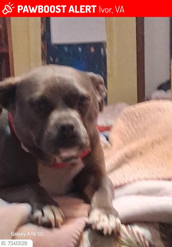 Found/Stray Female Dog last seen Near Unity Rd, Ivor, VA 23866, USA, Ivor, VA 23866