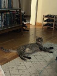 Reunited Female Cat last seen Shady Glen Ave + Newhall, Santa Clara, CA 95050