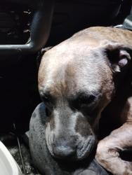Reunited Male Dog last seen Near and powell, Portland, OR 97236
