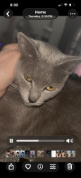 Found/Stray Female Cat last seen San Pablo and Market, Oakland, CA 94608