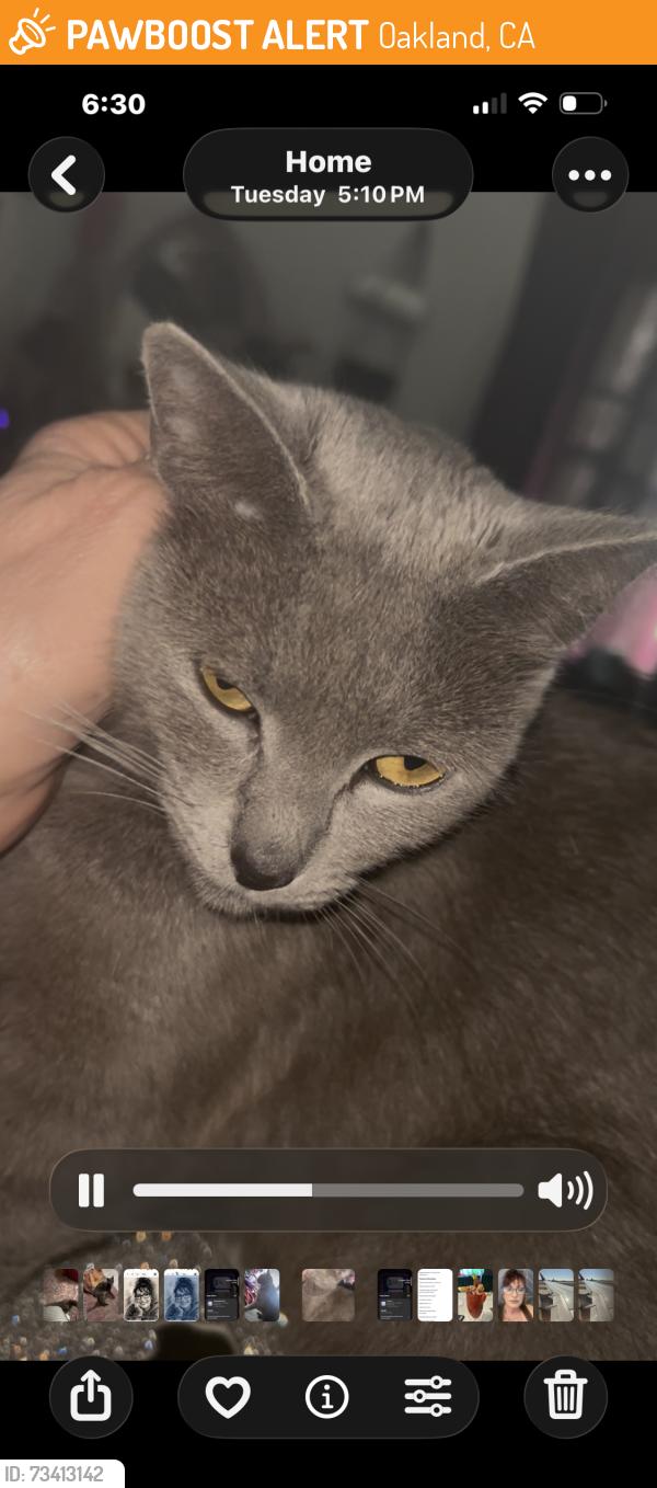 Found/Stray Female Cat last seen San Pablo and Market, Oakland, CA 94608