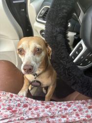 Lost Female Dog last seen Bender colog, Columbia, SC 29204