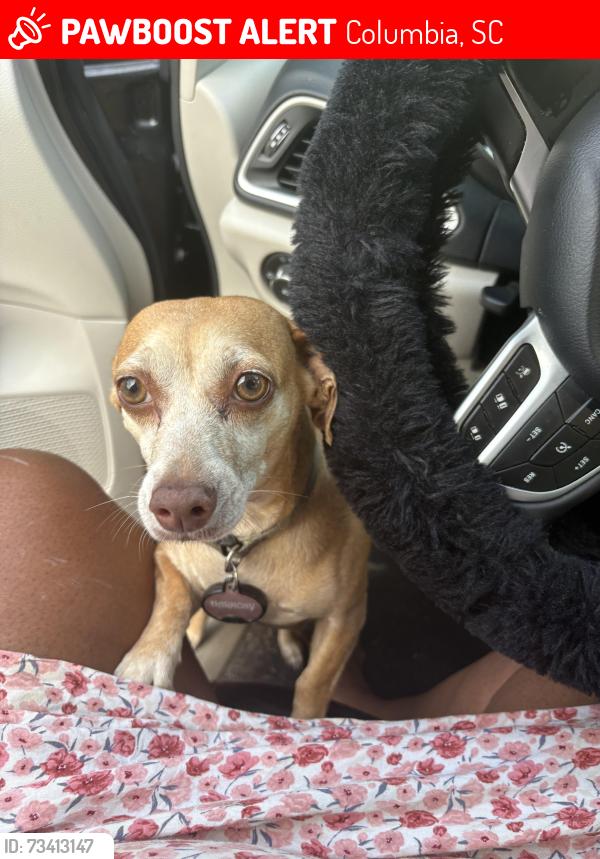 Lost Female Dog last seen Bender colog, Columbia, SC 29204