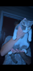 Reunited Unknown Cat last seen Near dollar general on Rainbow Lake Rd., Inman, SC 29349