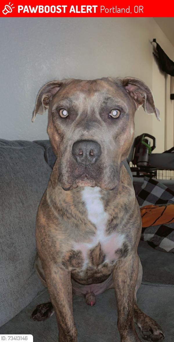 Lost Male Dog last seen Division street, Portland, OR 97216